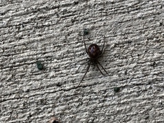 Steatoda