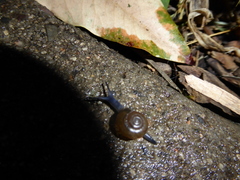 Oxychilus draparnaudi