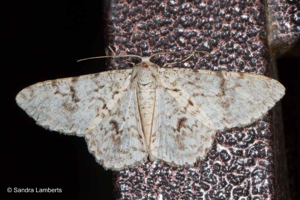 Ectropis brooksi