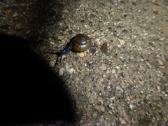 Oxychilus draparnaudi