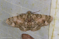 Necyopa