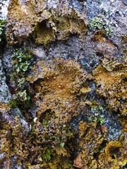 Lasallia papulosa image