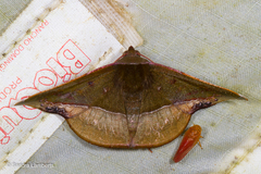 Fascellina clausaria