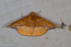 Fascellina clausaria