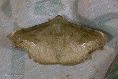 Fascellina clausaria