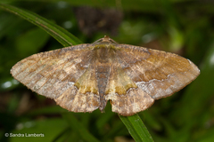 Fascellina meligerys