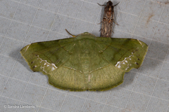 Fascellina clausaria