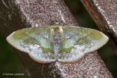 Fascellina meligerys