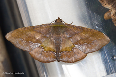 Fascellina meligerys