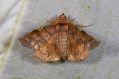 Fascellina chromataria
