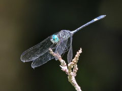 Micrathyria ocellata