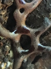 Willkommlangea reticulata