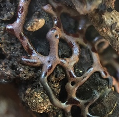 Willkommlangea reticulata