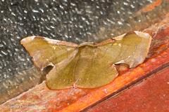 Fascellina castanea