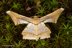 Krananda latimarginaria