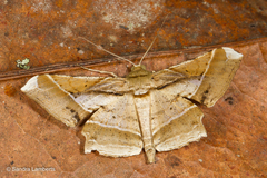 Krananda latimarginaria