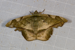 Fascellina viridicosta