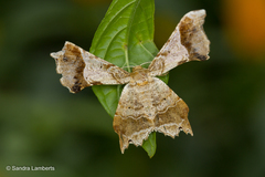 Krananda oliveomarginata