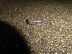 Deroceras reticulatum