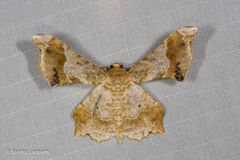 Krananda oliveomarginata