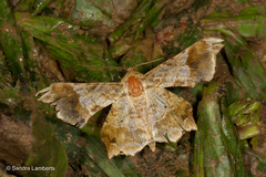 Krananda oliveomarginata