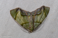 Achrosis innotata