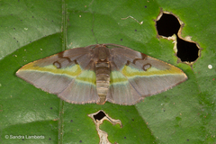 Hypochrosis cryptopyrrhata