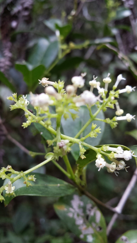Danais microcarpa