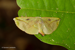 Omiza lycoraria