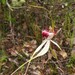 Caladenia × hypata - Photo (c) RIC WOODLAND, some rights reserved (CC BY-NC), uploaded by RIC WOODLAND