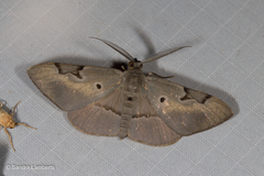 Hypochrosis sternaria