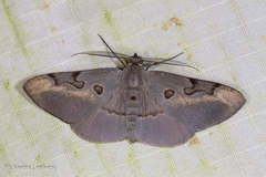 Hypochrosis sternaria