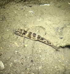 Crested Oystergoby photo 4