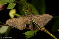 Hypochrosis binexata