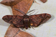 Hypochrosis binexata