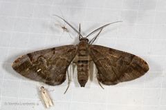 Hypochrosis binexata