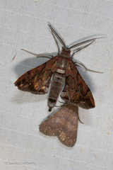 Hypochrosis binexata