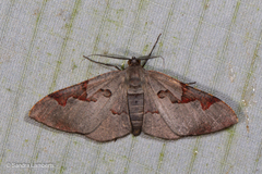 Hypochrosis pyrrhophaeata