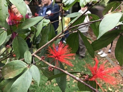 Calliandra trinervia