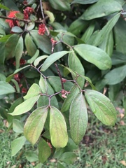 Calliandra trinervia
