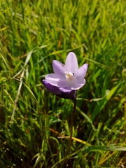 Dipterostemon capitatus