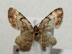 Eupithecia mutata