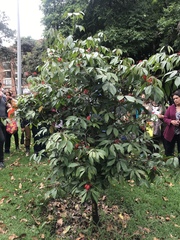 Calliandra trinervia
