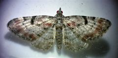 Eupithecia mutata