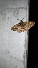 Alcis taiwanovariegata