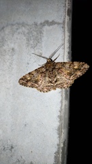 Alcis taiwanovariegata