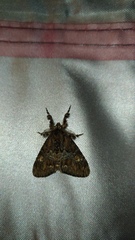 Calliteara baibarana