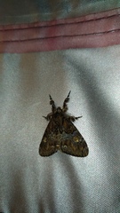 Calliteara baibarana