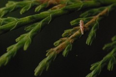 Zygina flammigera