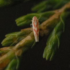 Zygina flammigera